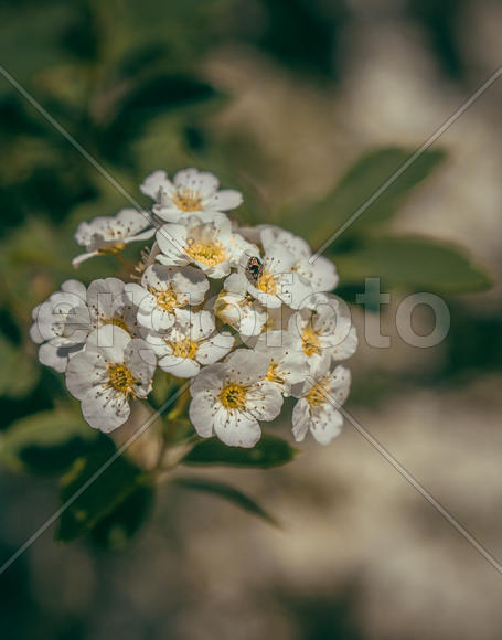 Цветок яблони