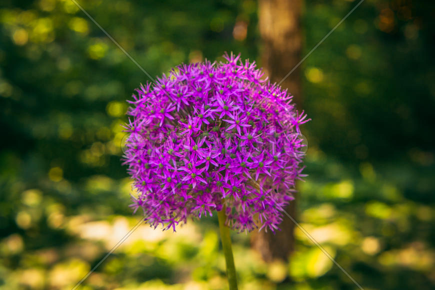 Цветок чеснока