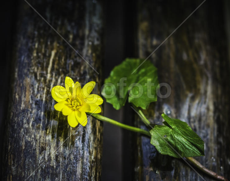 Куриная слепота