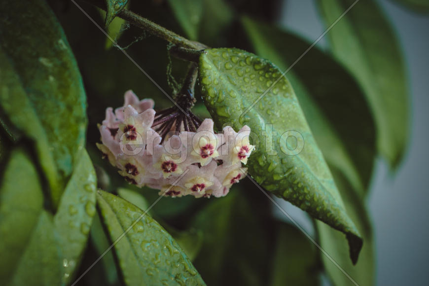 Восковой плющ