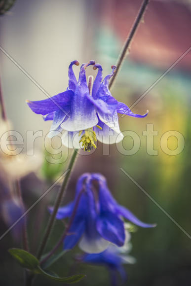 колокольчик