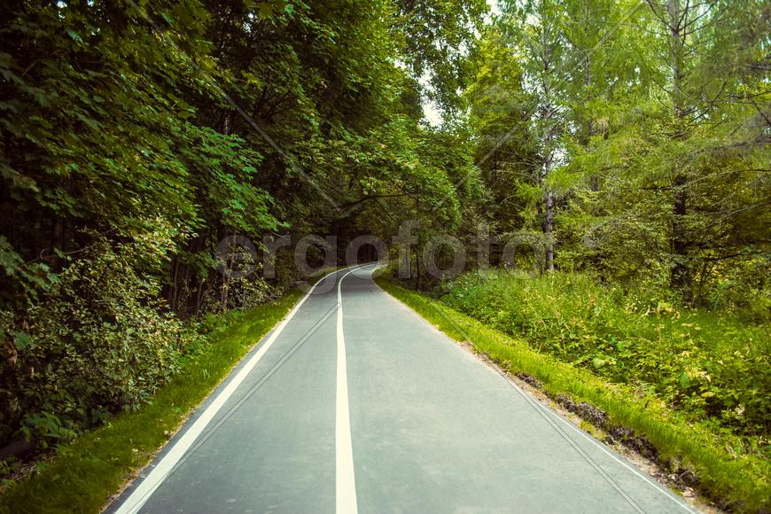 Зеленый тоннель