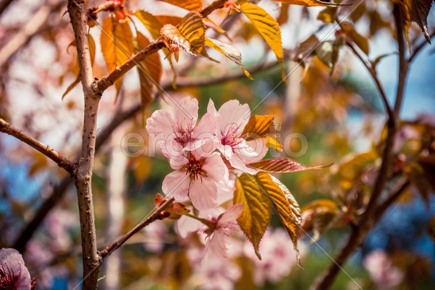 Цветущая розовая саккура