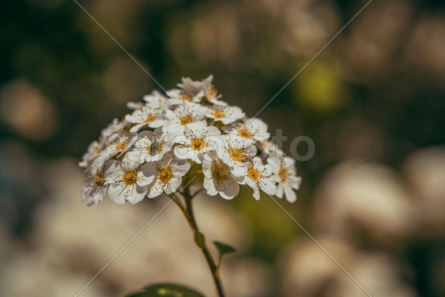 Цветок яблони