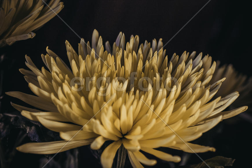 Бутон хризантемы 