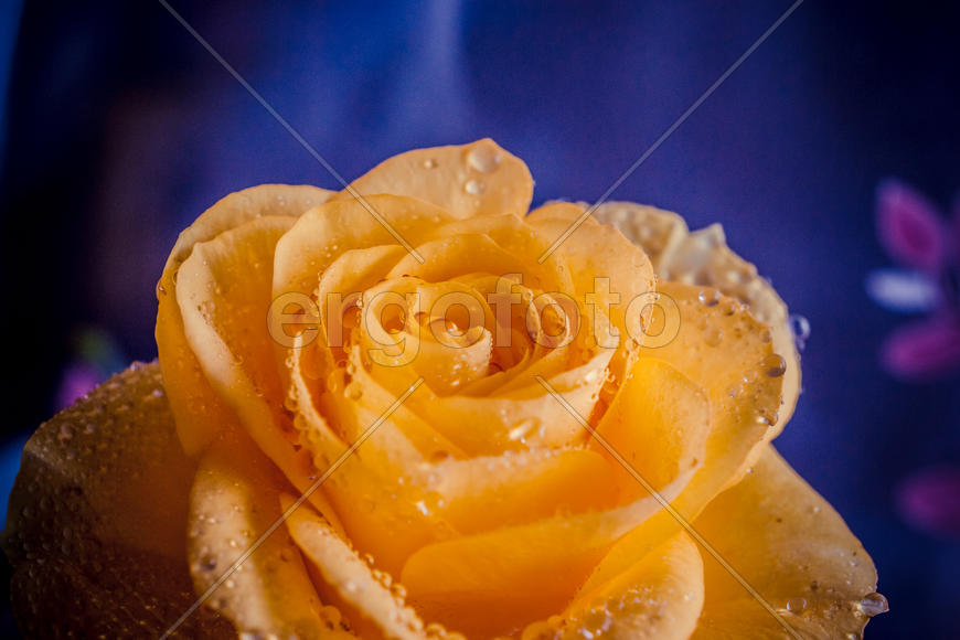 Лепестки розы с капельками воды 