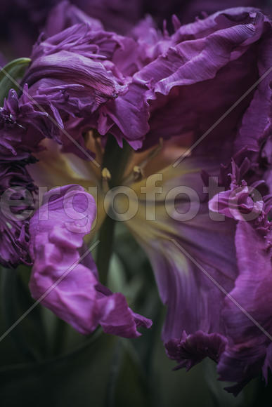 Тюльпан сиреневого цвета 