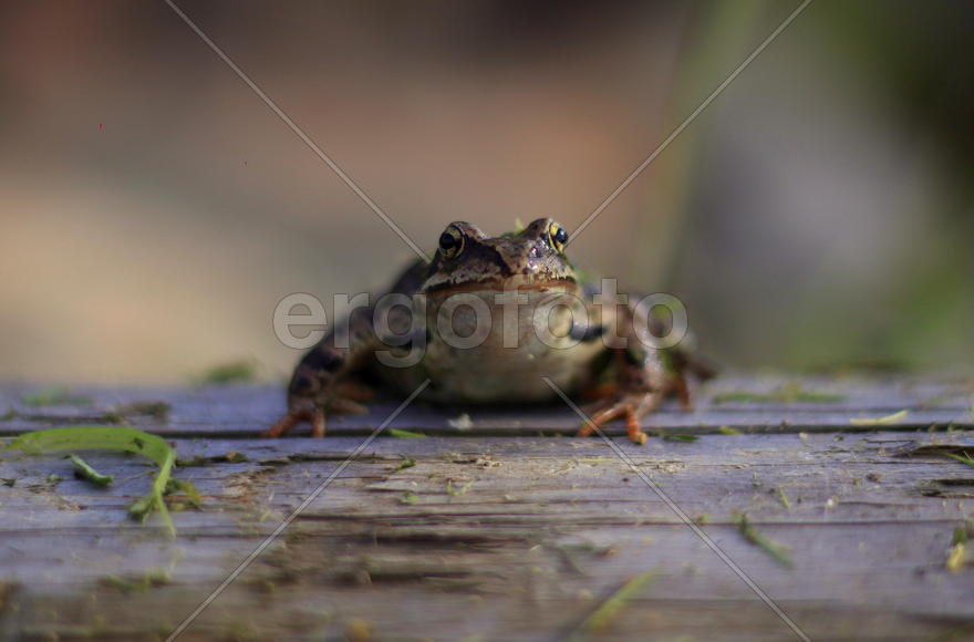 Лягушка на дереве