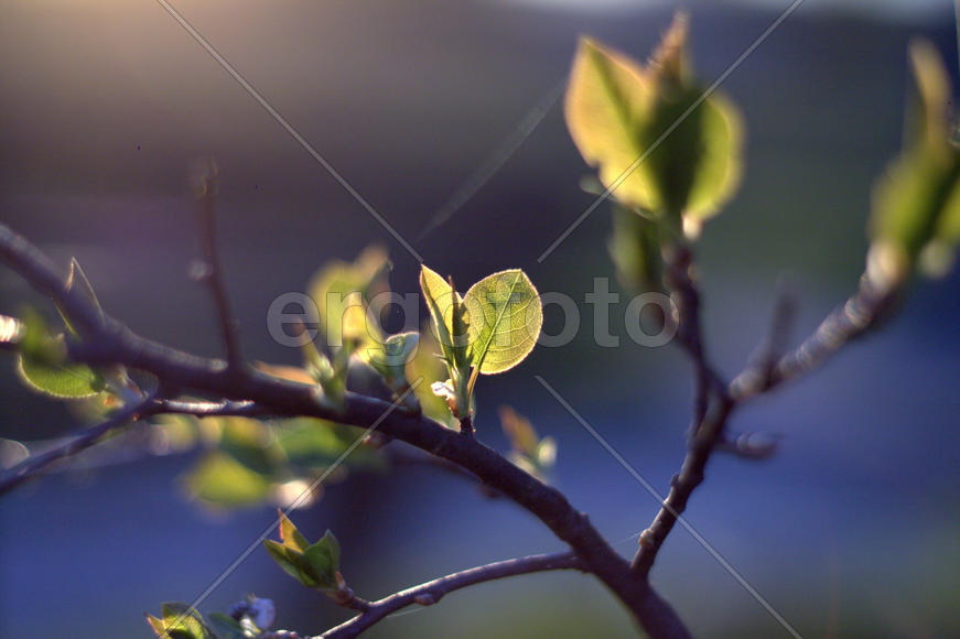 Весеннее пробуждение