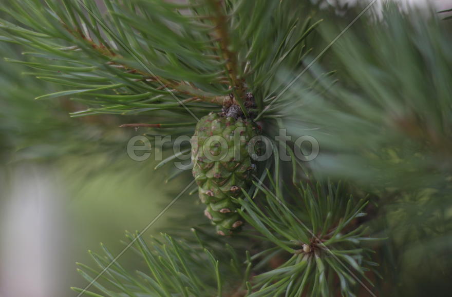 Еловая шишка