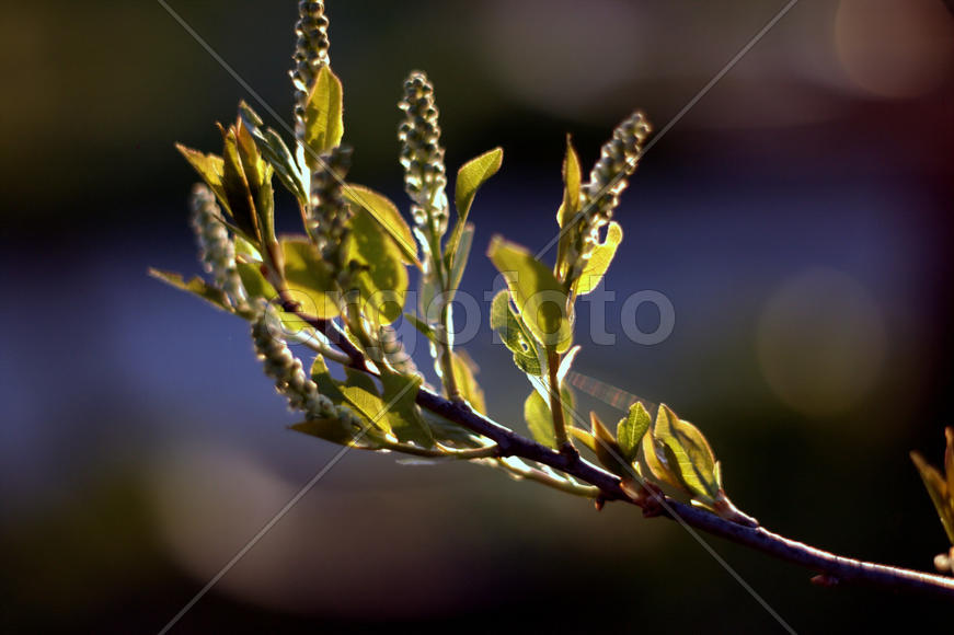 Весеннее пробуждение