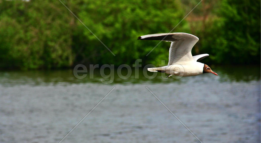 Пролетающая чайка