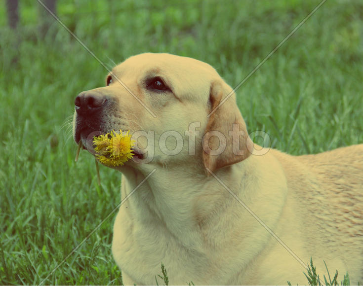 Ника и одуванчики