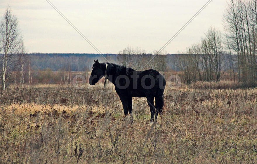 Нафталин в поле