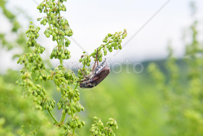 Сhafer hung on a blade of grass