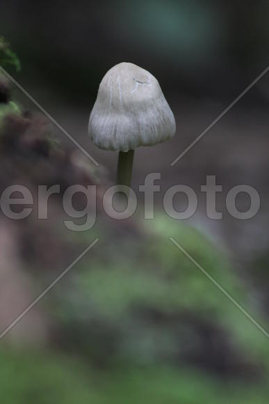 Гриб-поганка