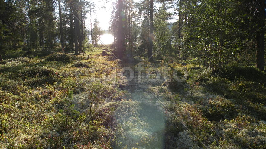 Лишайнички