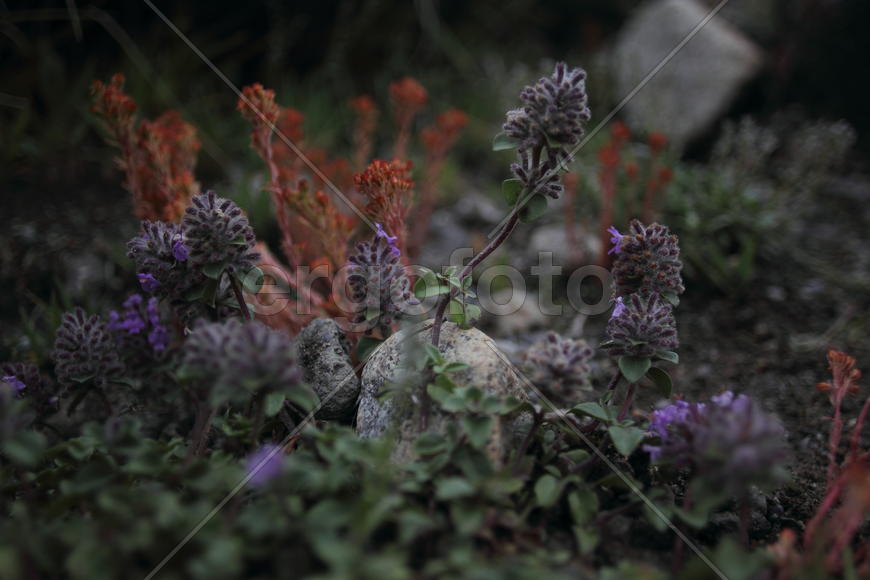 Инопланетное