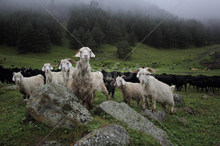 Свои среди чужих