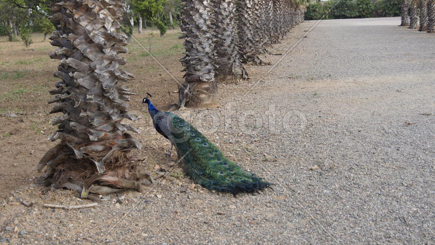 Красота павлина