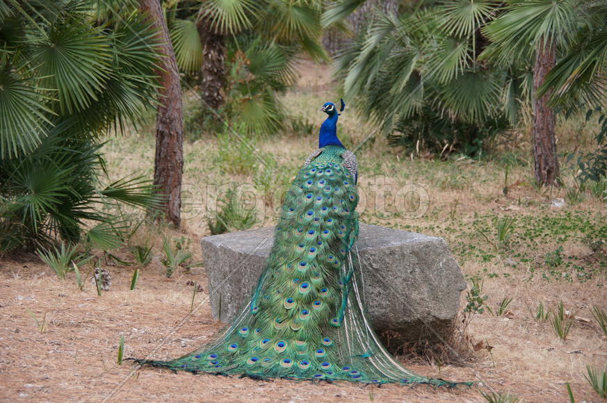 Пава на камне