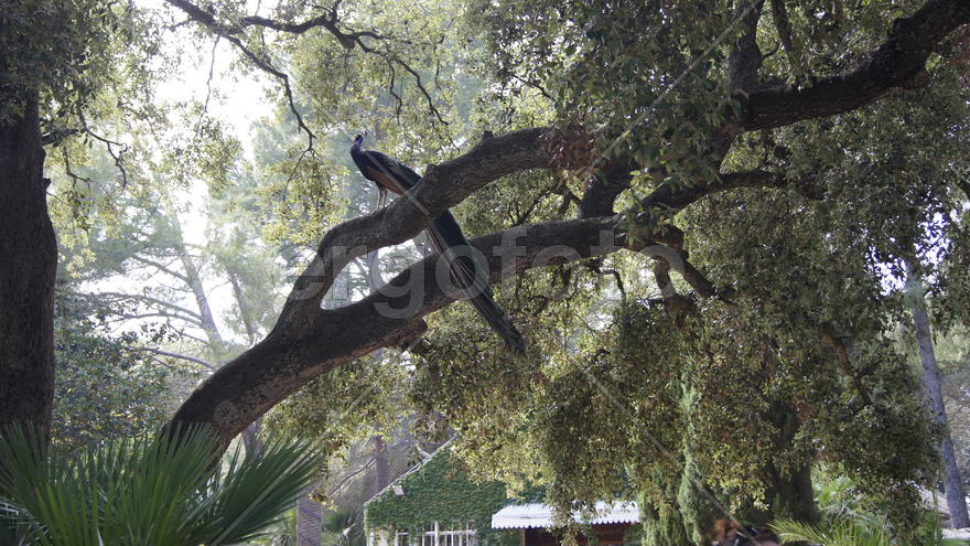 Павлин в деревьях.