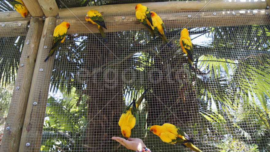 Солнечные попугаи.