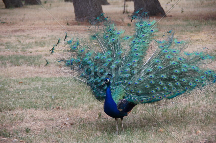 Хвост павлина