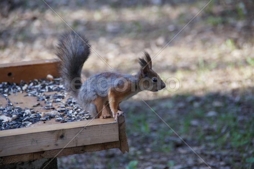  белка и смечки.
