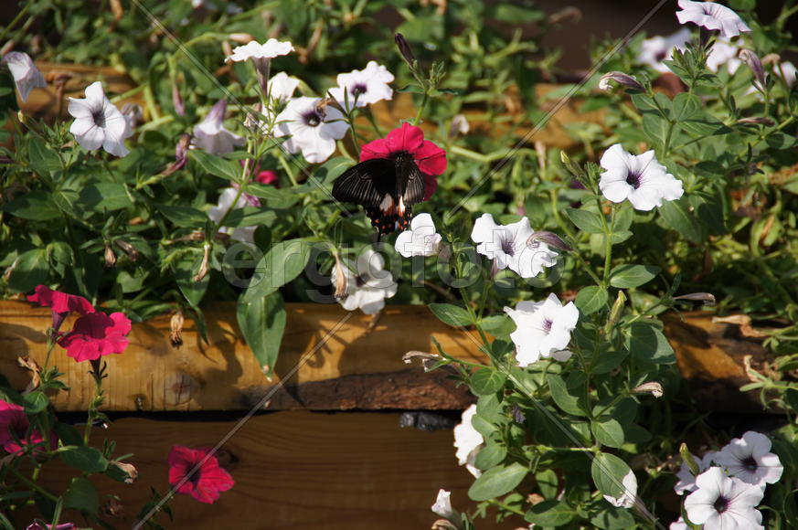 Бабочка в цветах