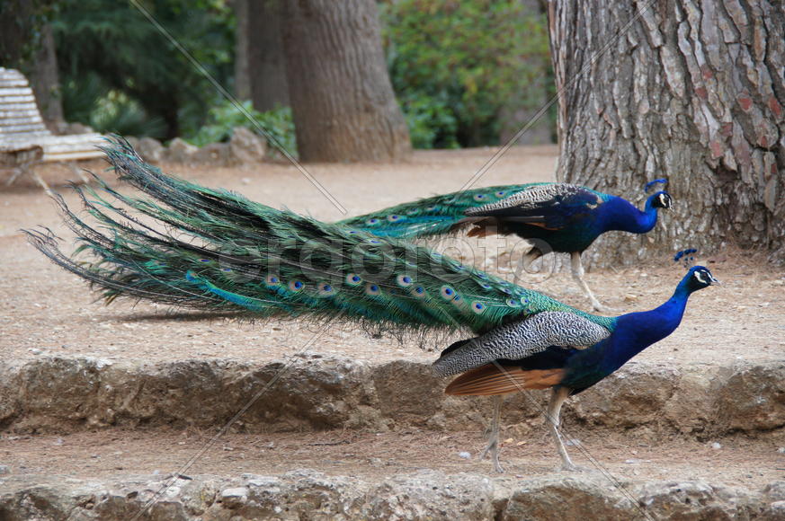 Бой павлинов