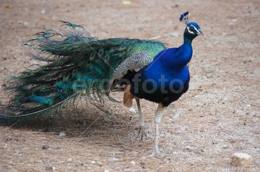 Павлин. Красота перьев