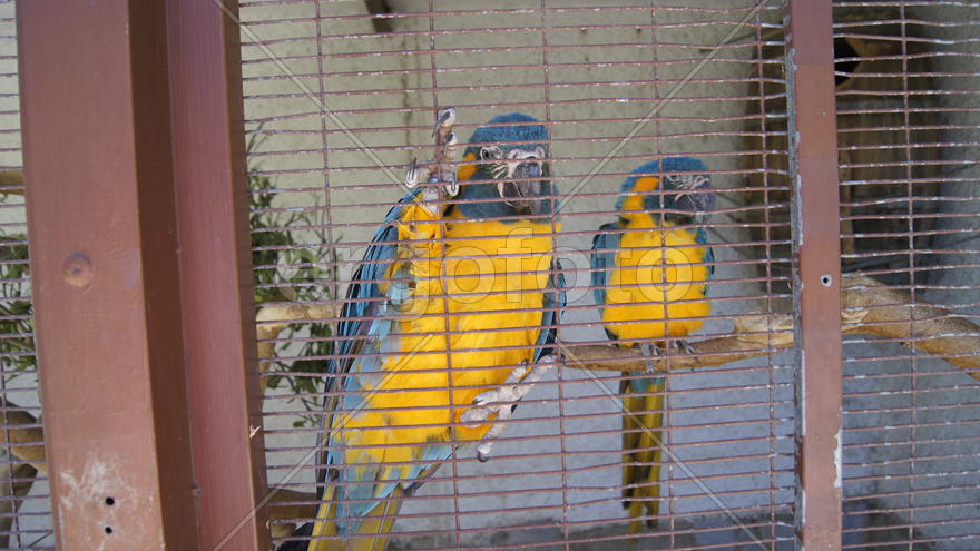 Попугаи  в клетке.