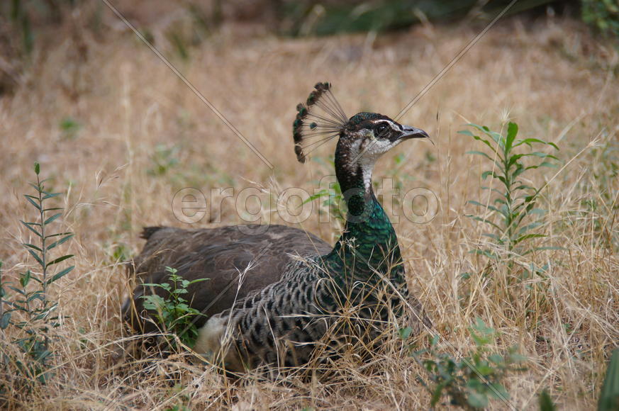 Самка павлина