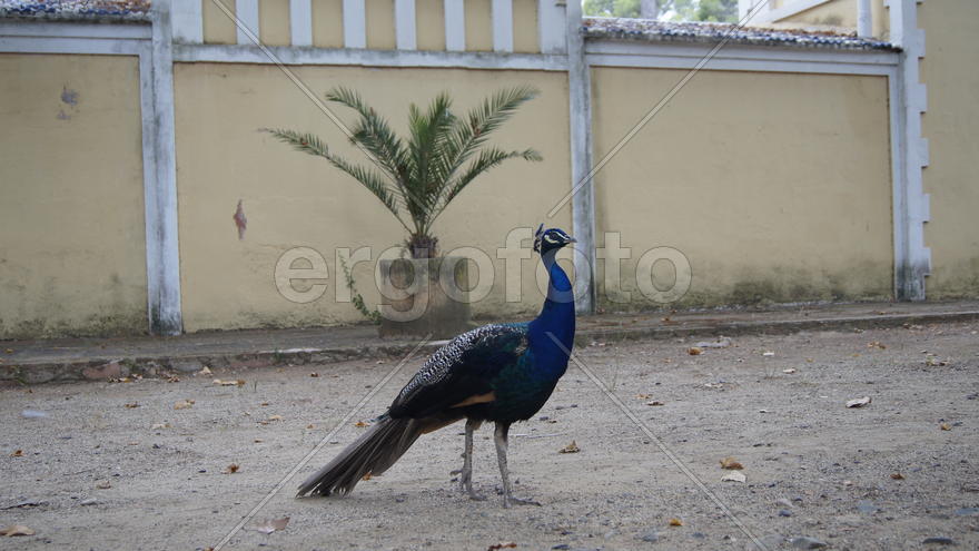 Любитель фотографироваться