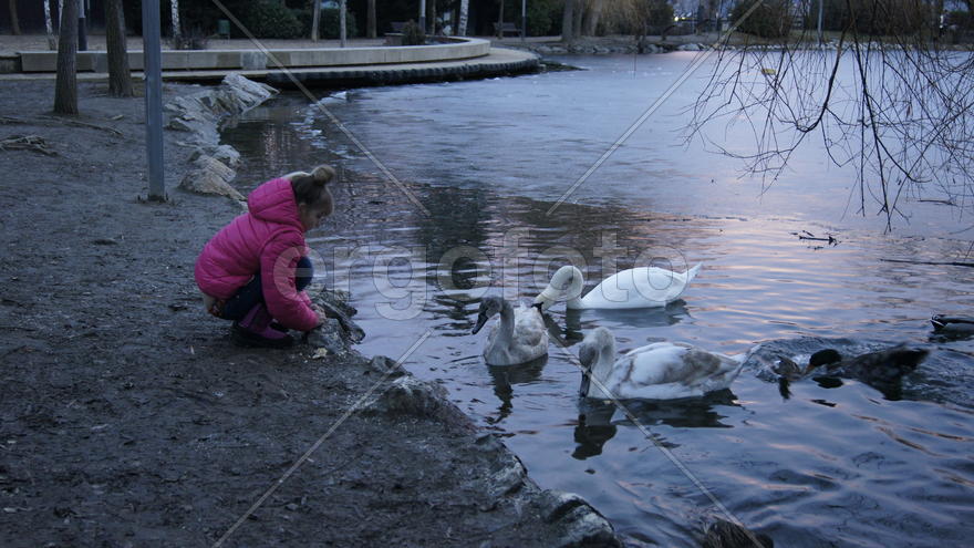  Девочка с лебедями.