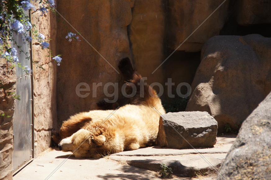 Медведь Миша на солнышке.