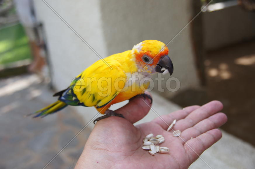 Желтый попугай ест семечки