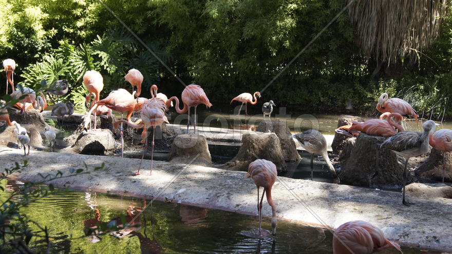 Фламинго и утро