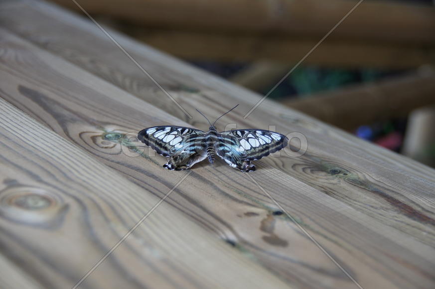 Бабочка в сером