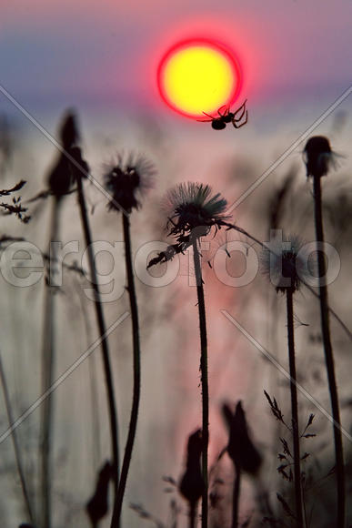 Солнцеплёт