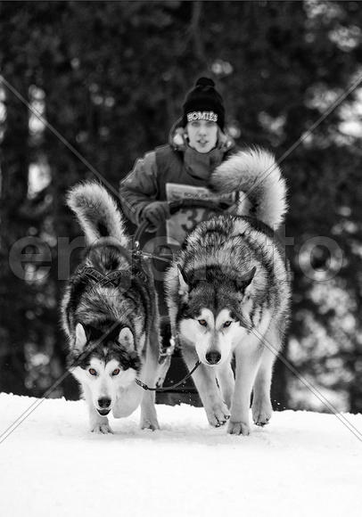 Гонки на собачьих упряжках