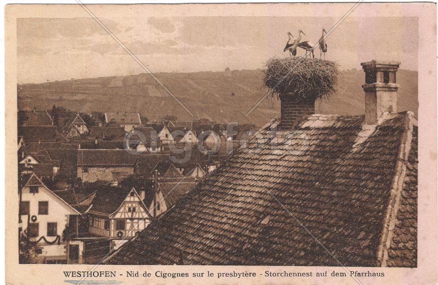 Вестхофен. Аисты