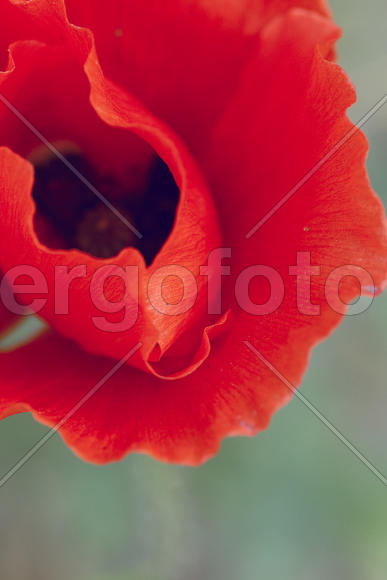 Красные лепестки