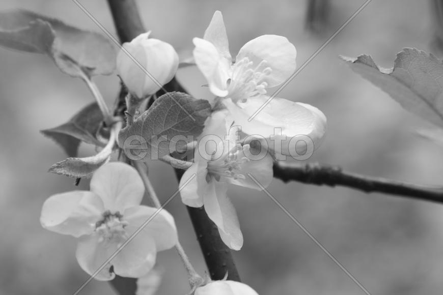 Цветочки, черно-белое