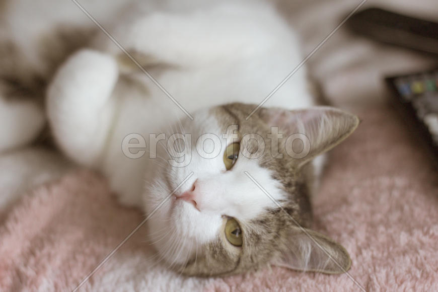 Бело-рыжий кот 
