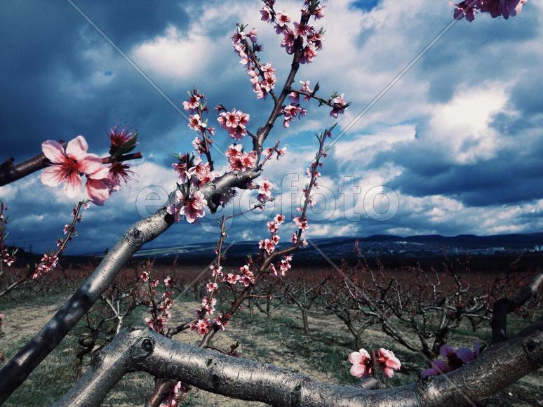 Персиковые сады