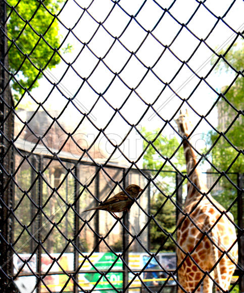 Свобода и заточение