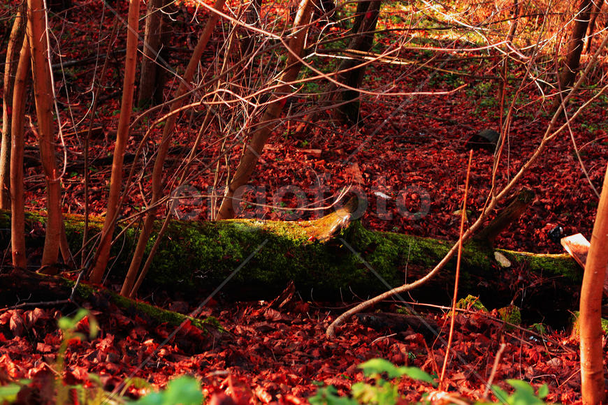 Красная осень