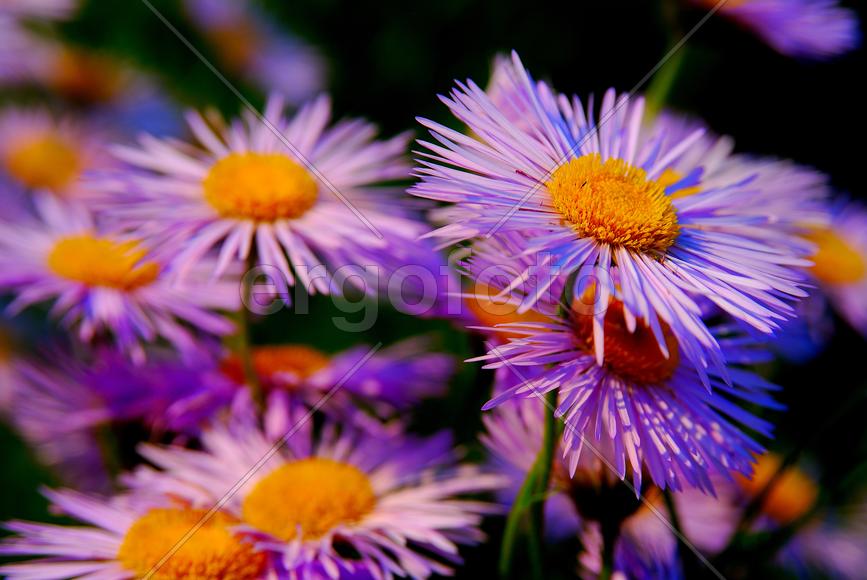 Сиреневые цветы